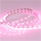 Лента RT 2-5000 24V Pink 2x (5060, 300 LED, LUX) (Arlight, 14.4 Вт/м, IP20) 015969-1 - фото 100826