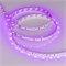 Лента RT-A60-8mm 12V Pink (4.8 W/m, IP20, 2835, 5m) (Arlight, 4.8 Вт/м, IP20) 013571(2) - фото 102274