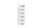 Батарейки литиевые ROBITON PROFI R-CR2016-BL5 CR2016 BL5 13414Б - фото 20320