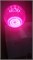Лампа FL-LED  A80    12W  PLANTS RED  E27    220В     80*135мм   FOTON LIGHTING - 611178 - фото 23845