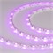 Лента RZ 2-5000 12V Pink 2X (5060, 240 LED, 180) 2000000242644 - фото 33497