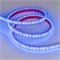 Лента RTW 2-5000PGS 12V Blue 2x (3528, 600 LED) (arlight, 9.6 Вт/м, IP67) 013392 - фото 45624